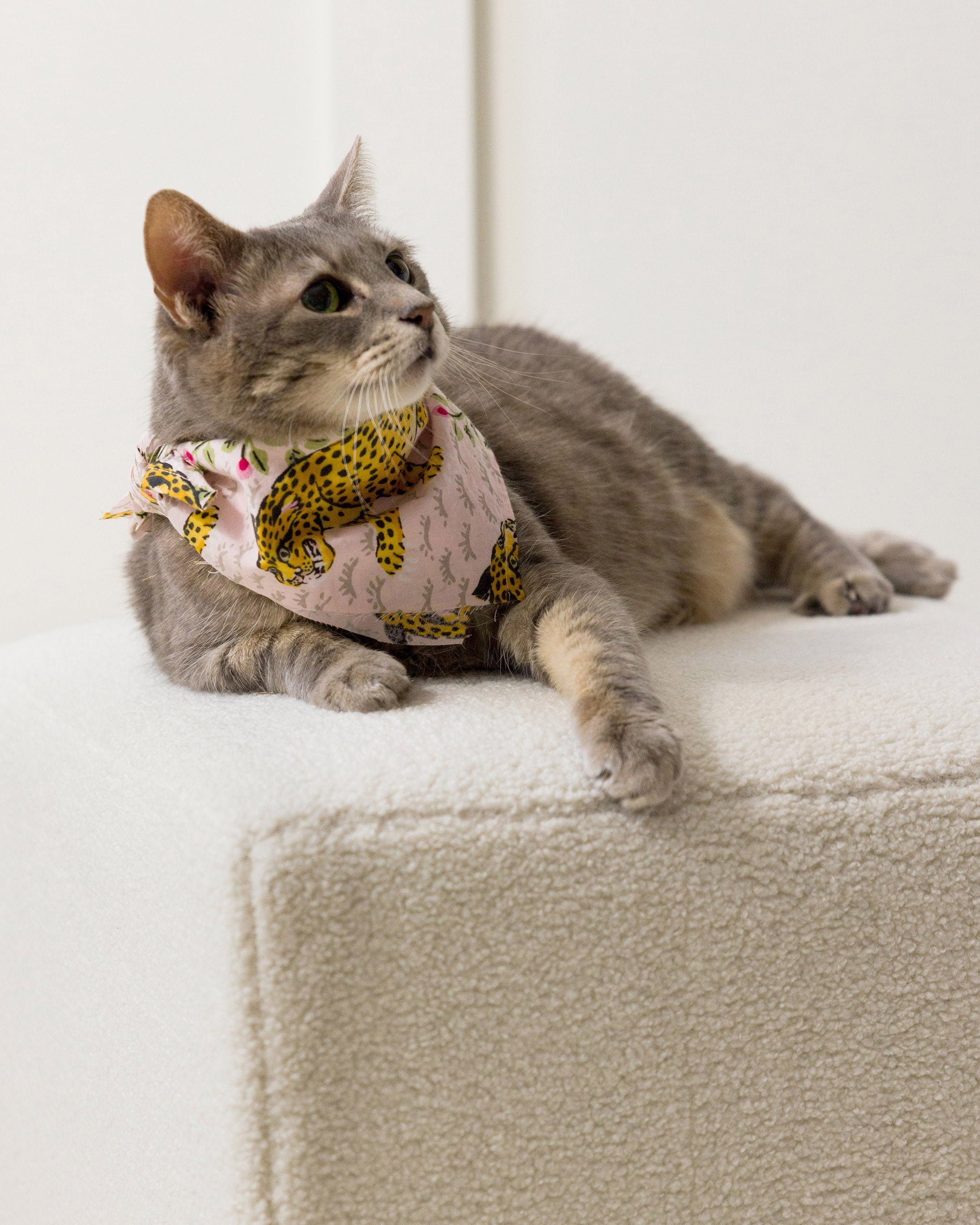 Bagheera - Pet Bandana - Blush