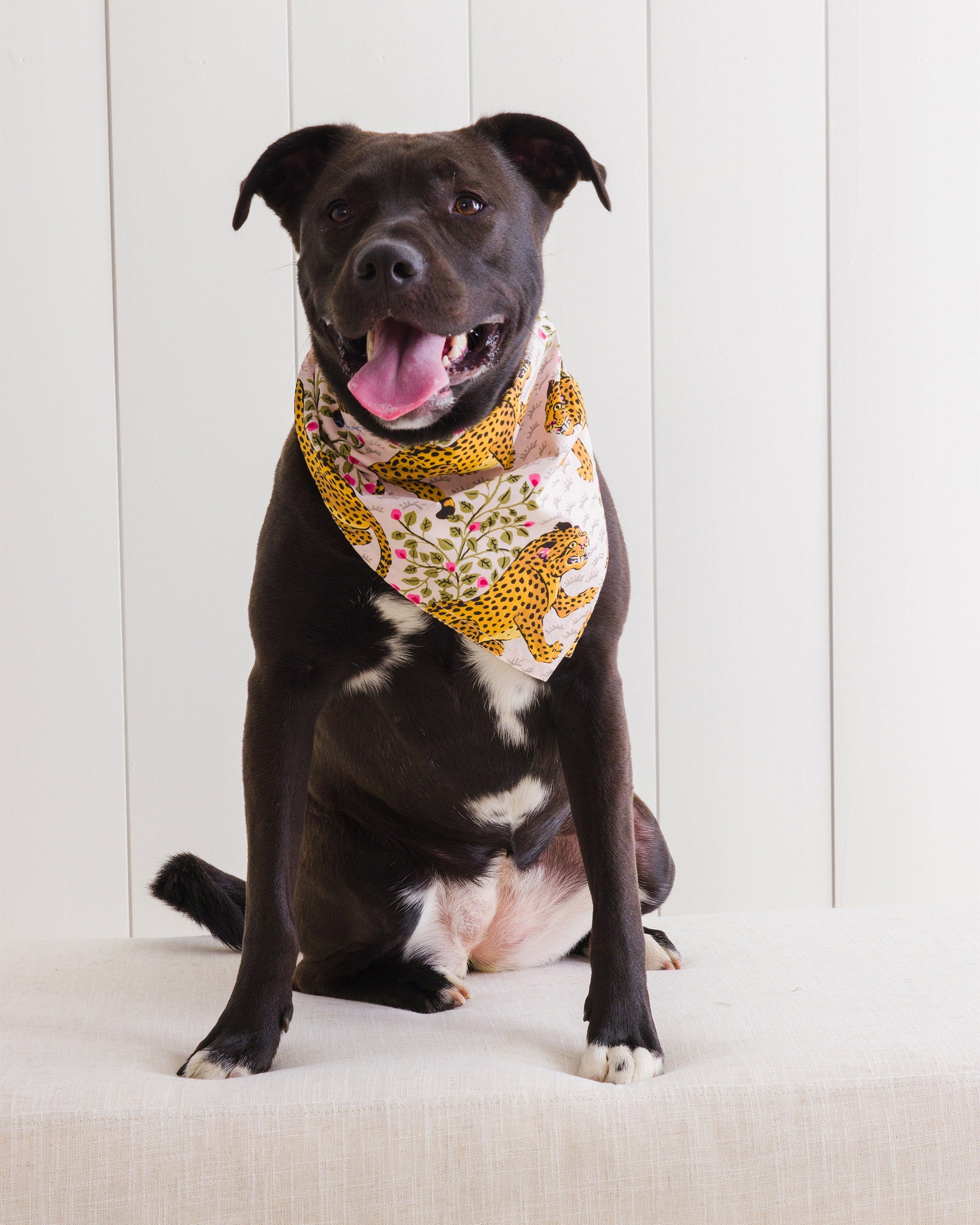 Bagheera - Pet Bandana - Blush