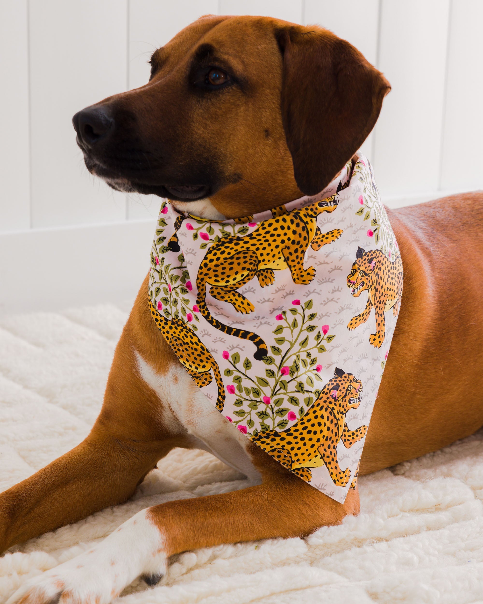 Bagheera - Pet Bandana - Blush